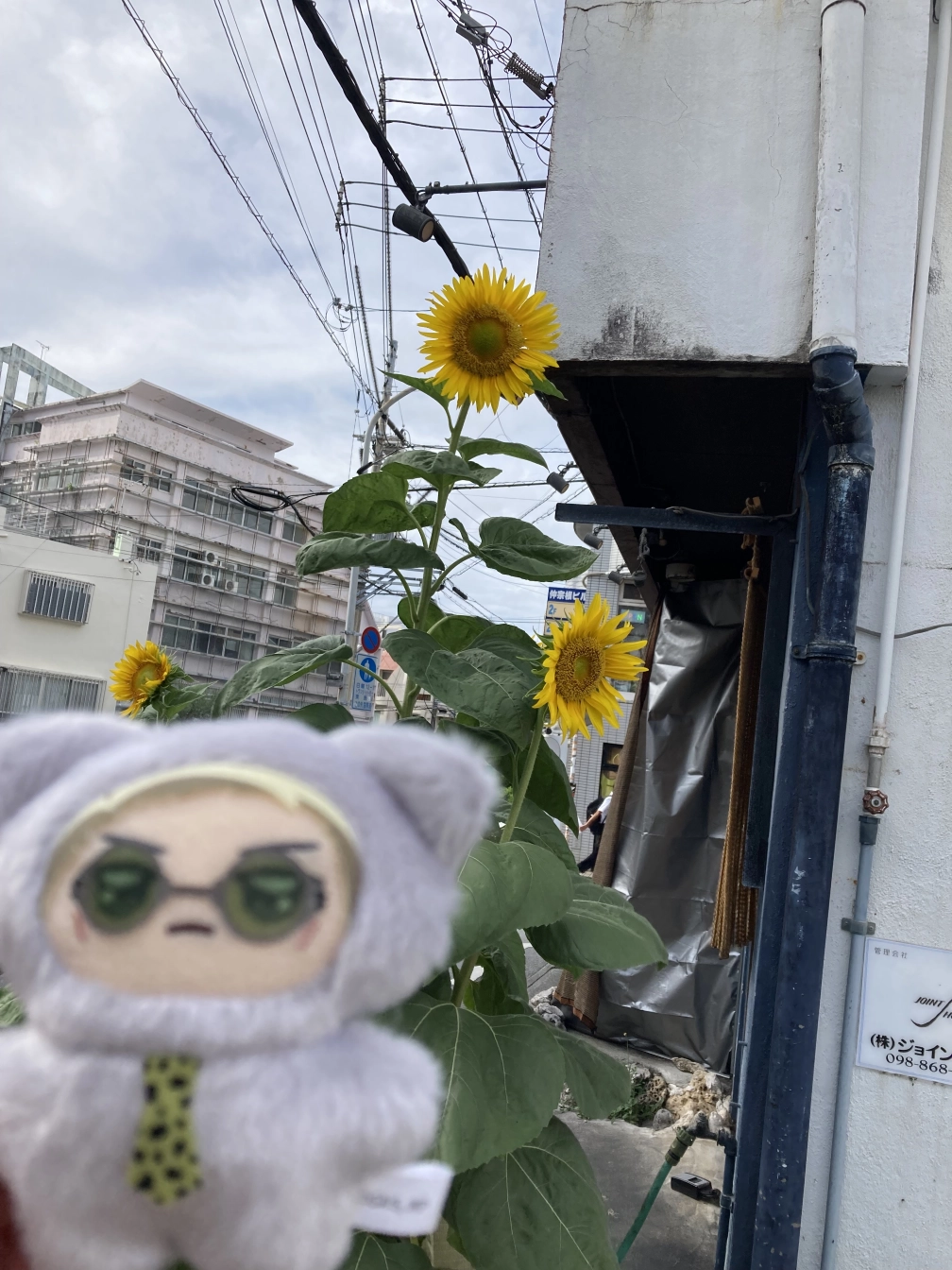 あや🌺さんの投稿画像