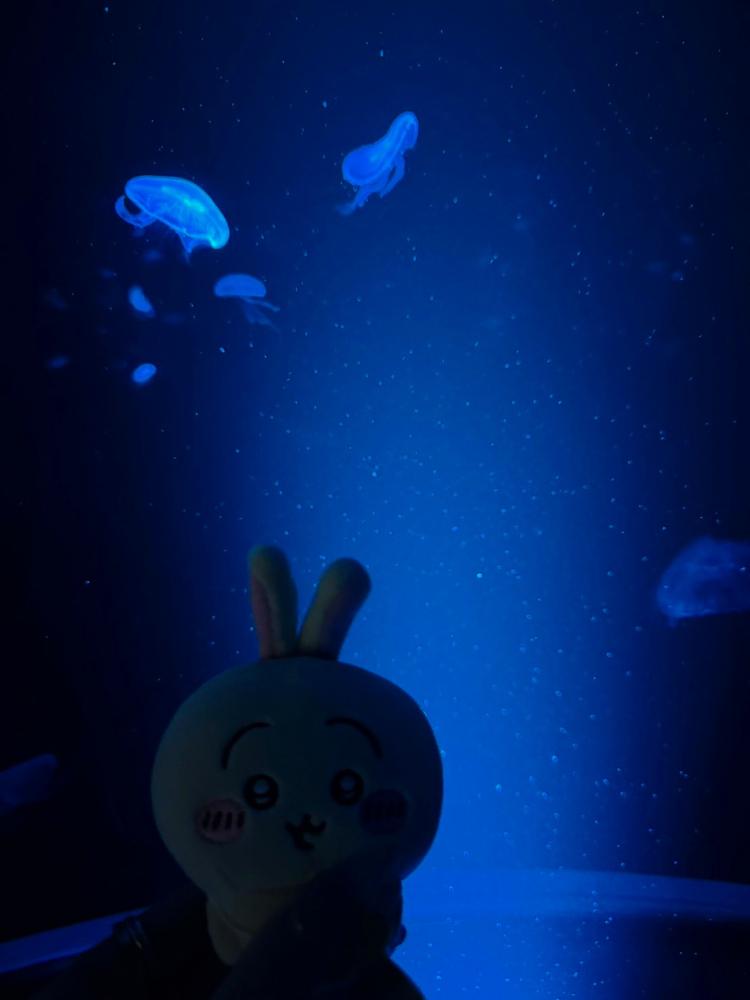 ウワワさんの投稿画像
