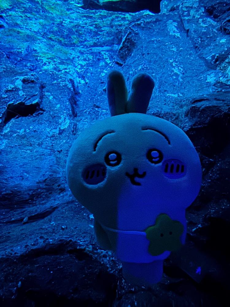 ウワワさんの投稿画像