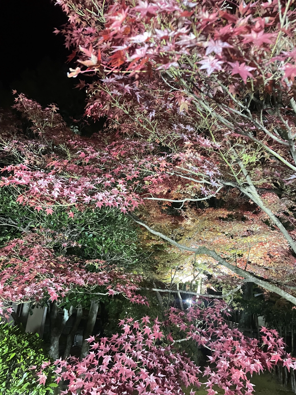 のぎつねさんの投稿画像