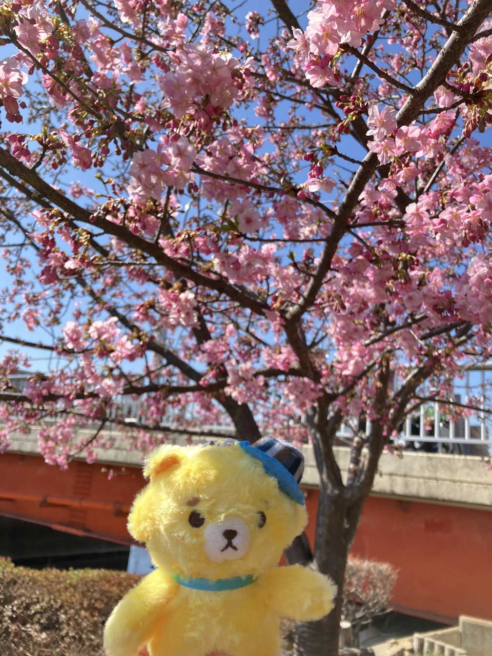 ちひろさんの投稿画像