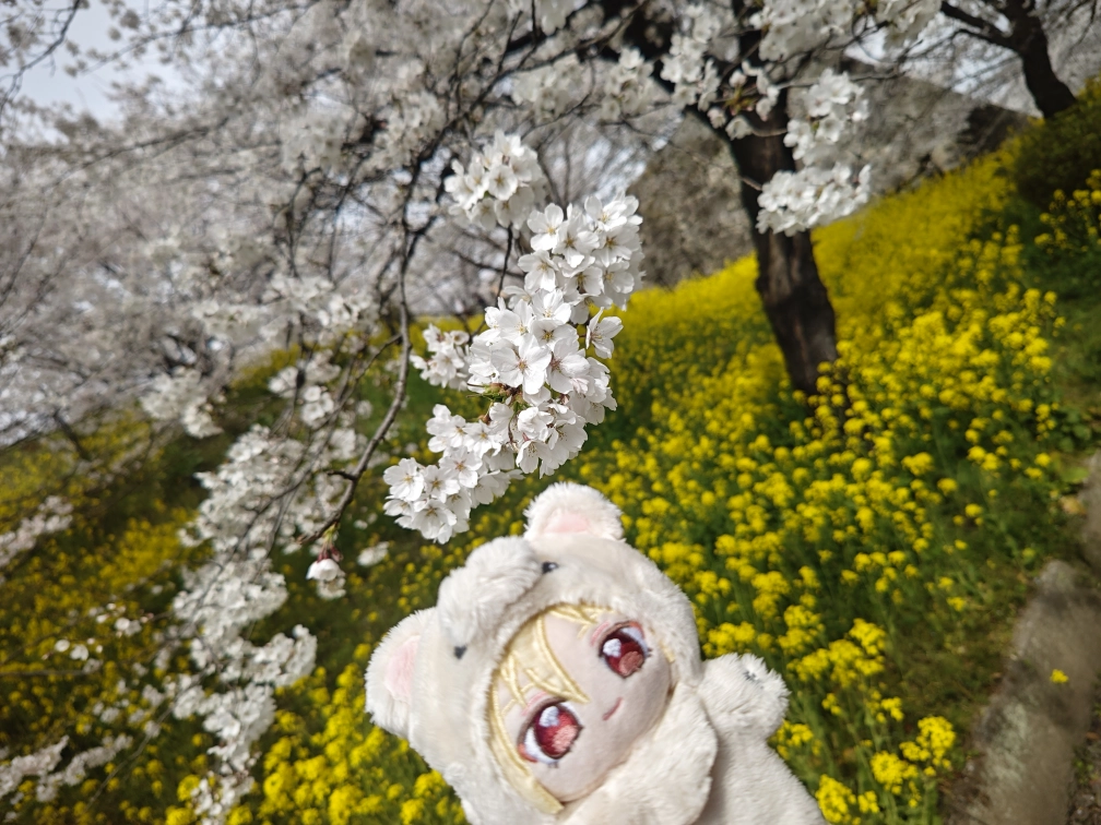 かすてらさんの投稿画像