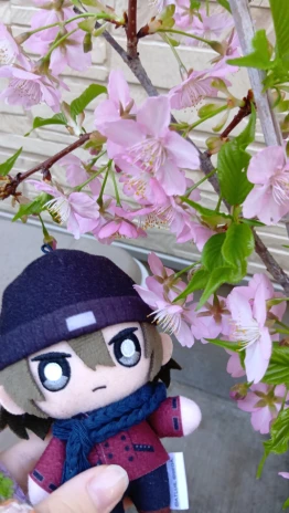 ｻｼﾐヌスさんの投稿画像